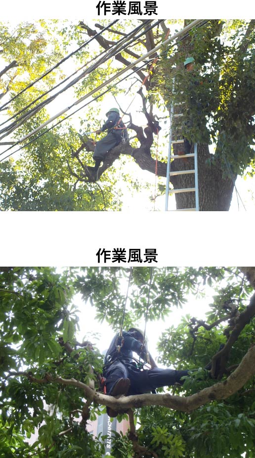 剪定作業の写真