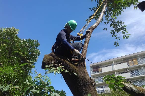 剪定のイメージ