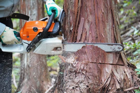 樹木伐採のイメージ